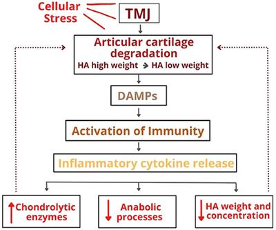 Action of Hyaluronic Acid as a Damage-Associated Molecular Pattern Molecule and Its Function on the Treatment of Temporomandibular Disorders